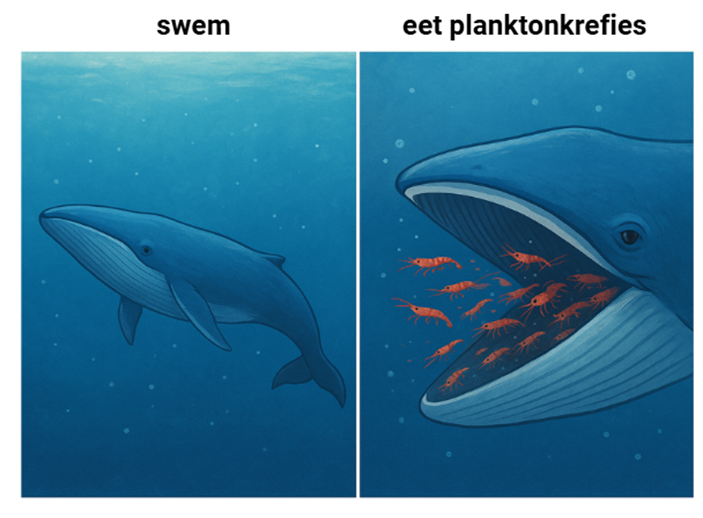 Walvis.png