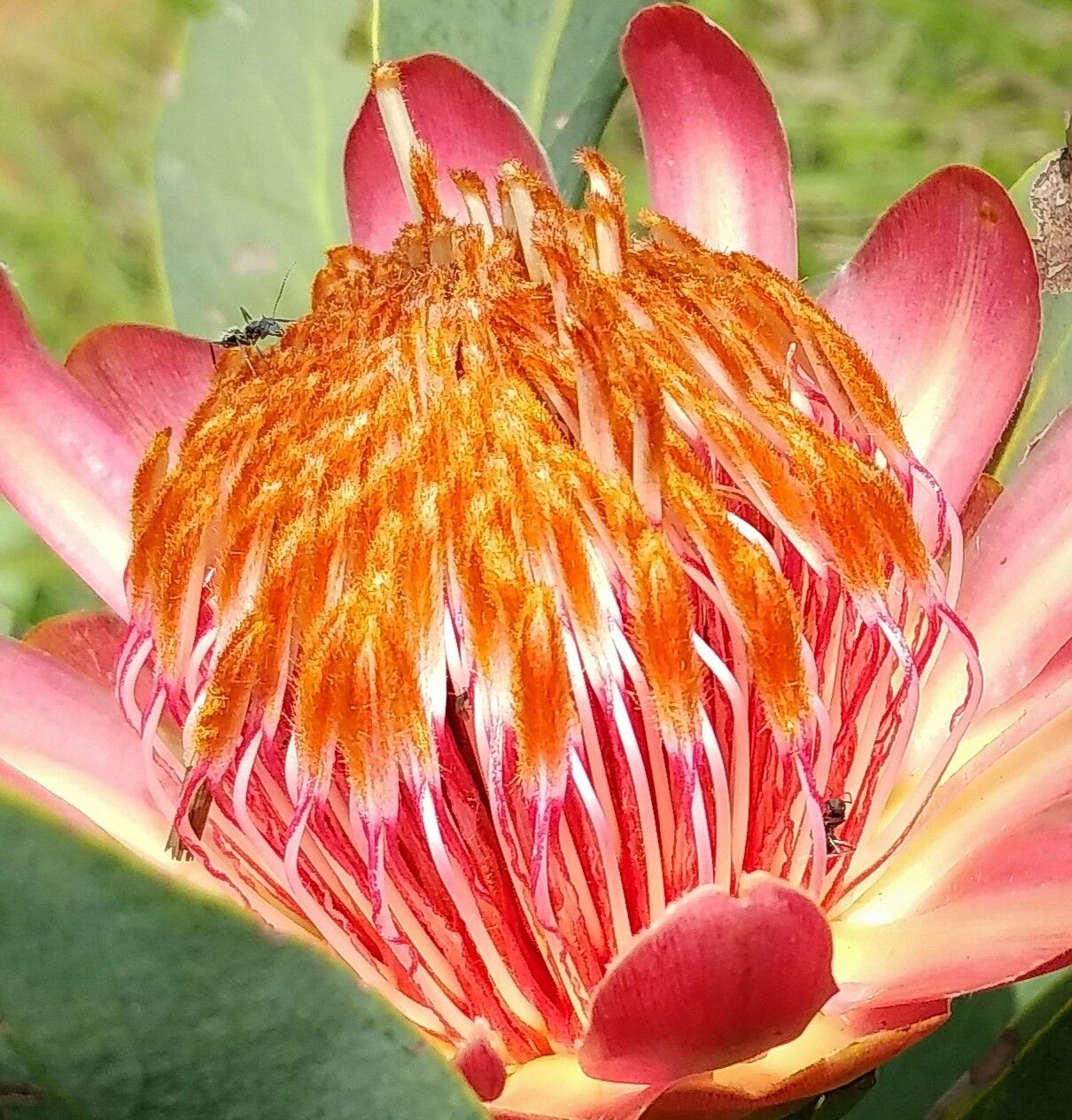 Annette odendaal