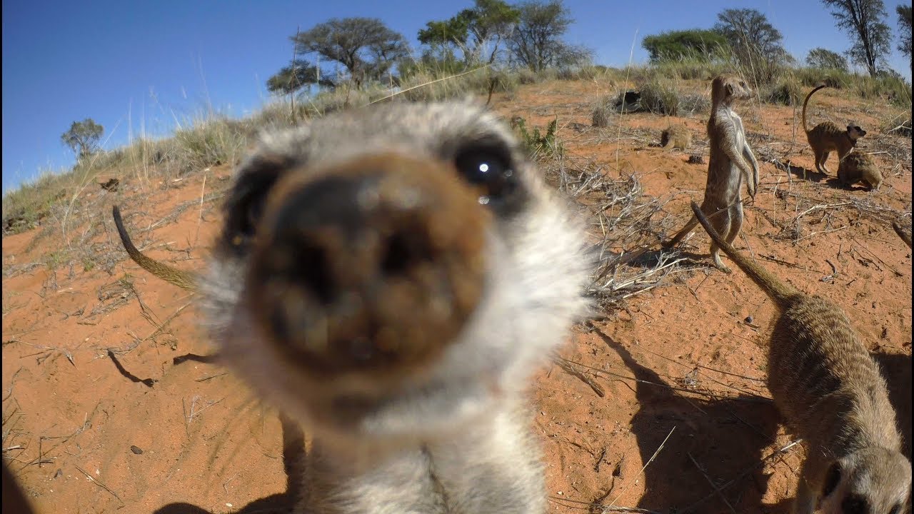 meerkat: https://www.youtube.com/watch?v=uFT96G_PmAc